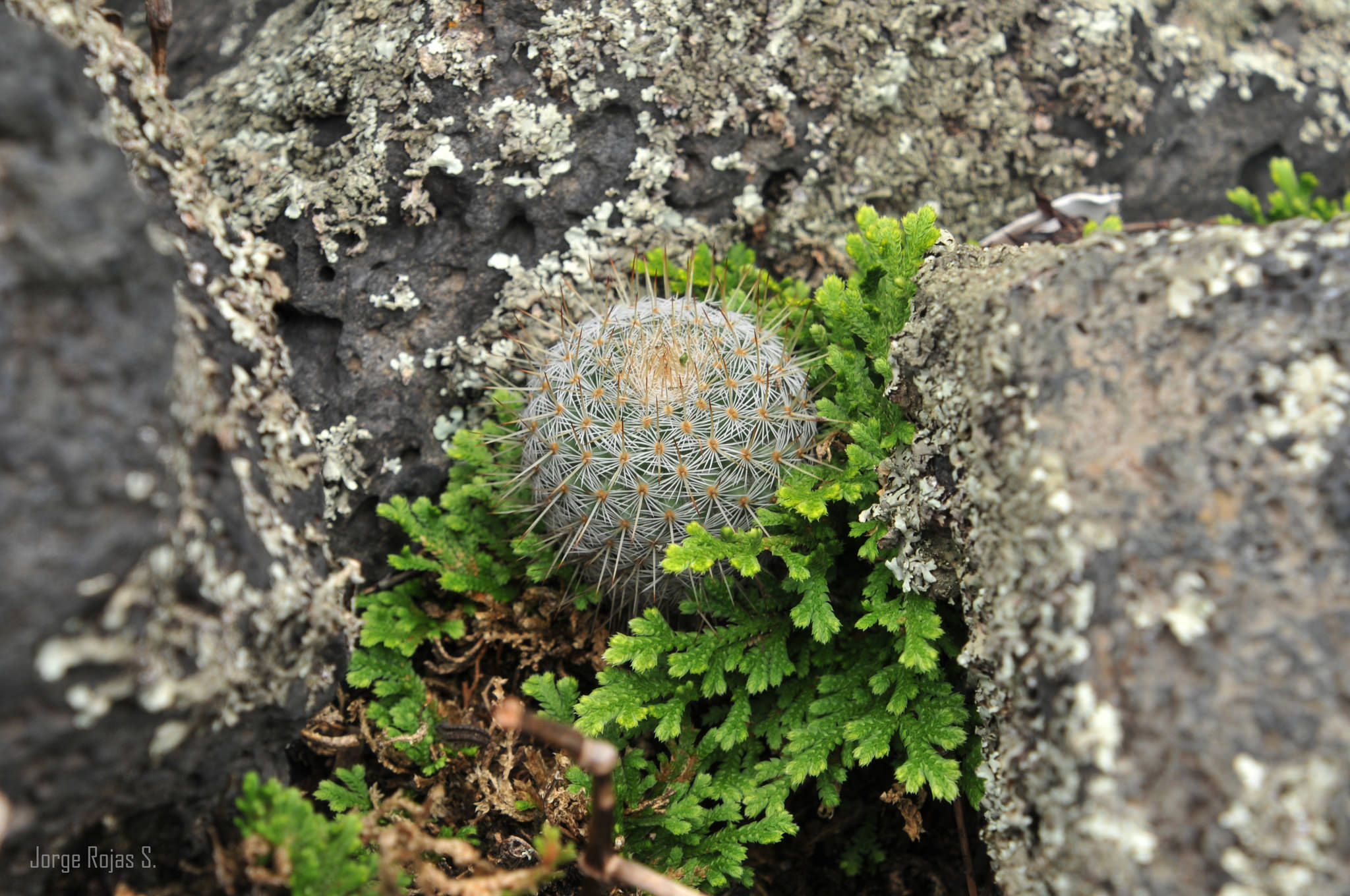 Mammillaria haageana ssp. Conspicua